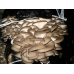 Мицелий Вешенки обыкновенной / серой (Pleurotus sajor-caju)